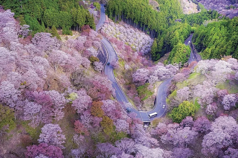 From Osaka: Mt. Yoshino Cherry Blossoms & Nara Deer Day Trip