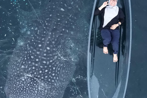 Explore Sumbawa: Whale Shark One Day Tour Package in Sumbawa