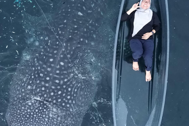 Explore Sumbawa: Whale Shark One Day Tour Package in Sumbawa