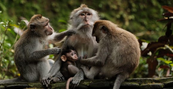 From Sanur: Ubud Monkey Forest Half-Day Trip with Pickup