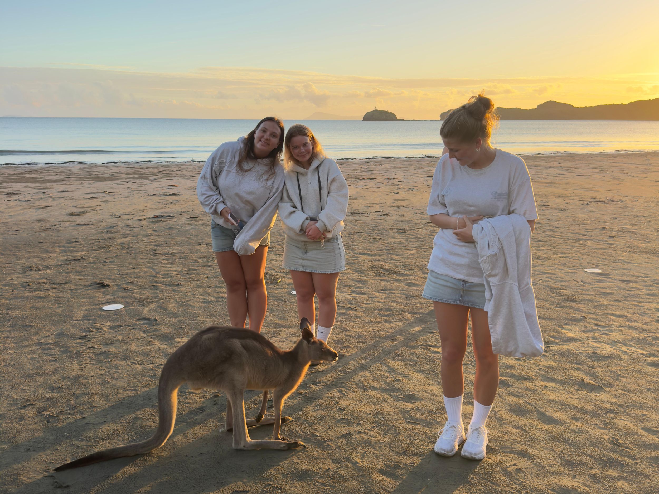 Airlie Beach: Öko-Tour mit Kängurus am Strand bei Sonnenaufgang