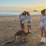 Airlie Beach: Kangaroos on the Beach at Sunrise Eco Tour