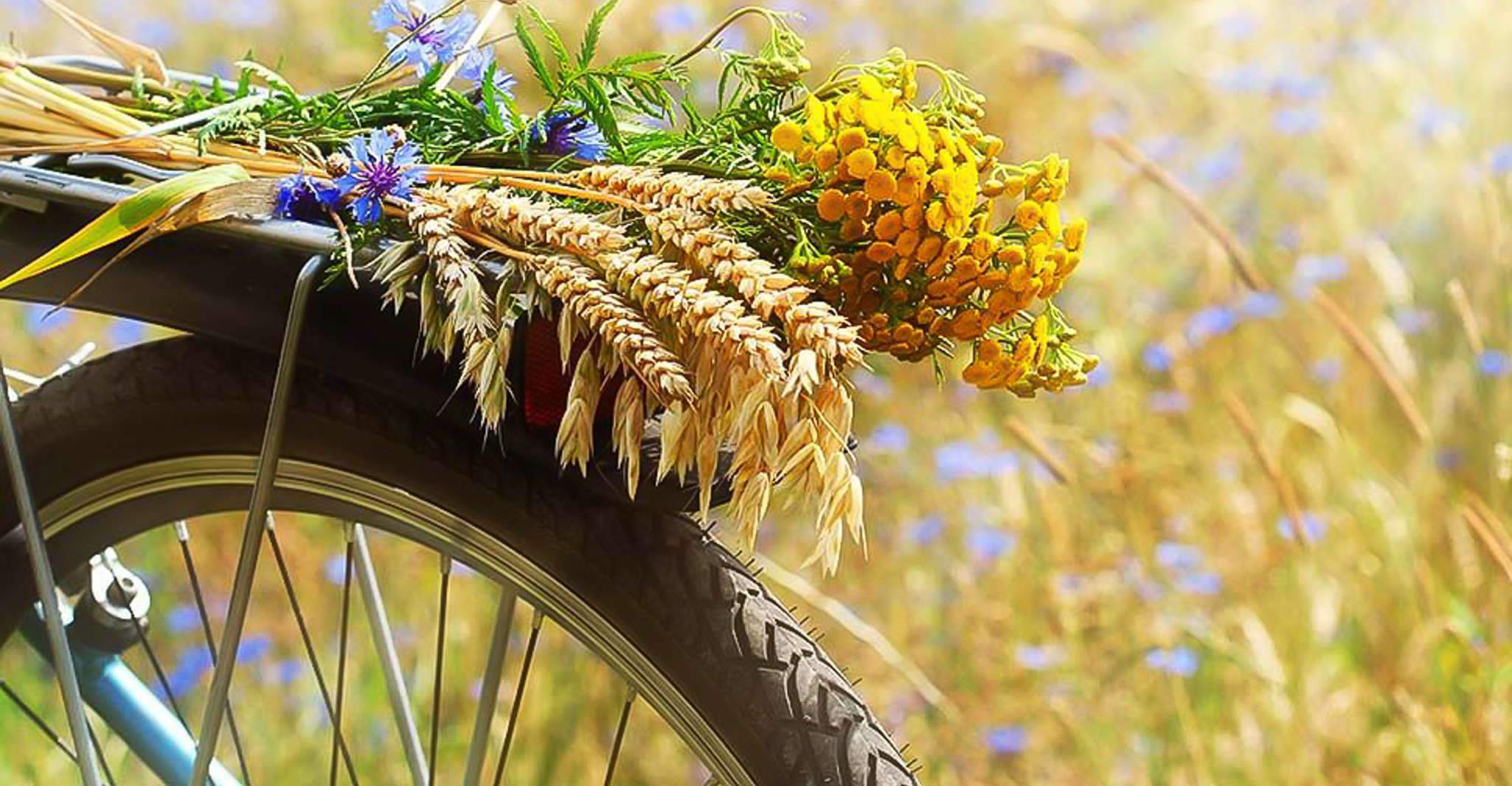 Desde San Gimignano, Chianti por E-Bike con cata de vinos - Hizvo