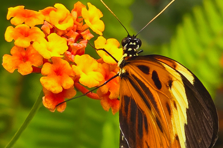 Mindo Cloud Forest Birding Butterflies waterfalls chocolate…