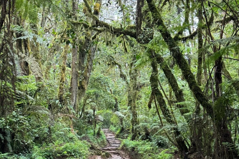 Moshi/Arusha: Kilimanjaro Day Trek~Lemosho, Marangu, Machame Arusha : Machame route day hike