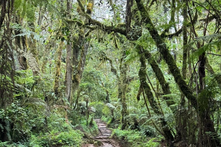 Moshi/Arusha: Kilimanjaro Day Trek~Lemosho, Marangu, Machame Arusha : Machame route day hike