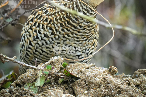 Shirvan Eco-Tour: Gazelles, Birdwatching & Village Lunch Private tour