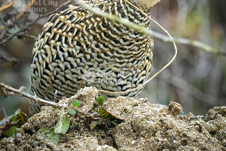 Shirvan Eco-Tour: Gazelles, Birdwatching & Village Lunch Private tour