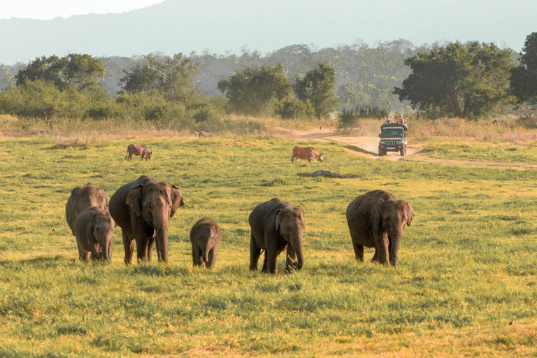 Safari w Parku Narodowym Minneriya z Kandy