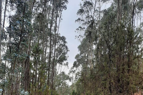 Addis Ababa: Entoto Hills Scenic Drive