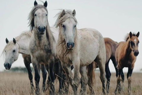 Livno: Guided Wild Horses Tour with Local Aperitif