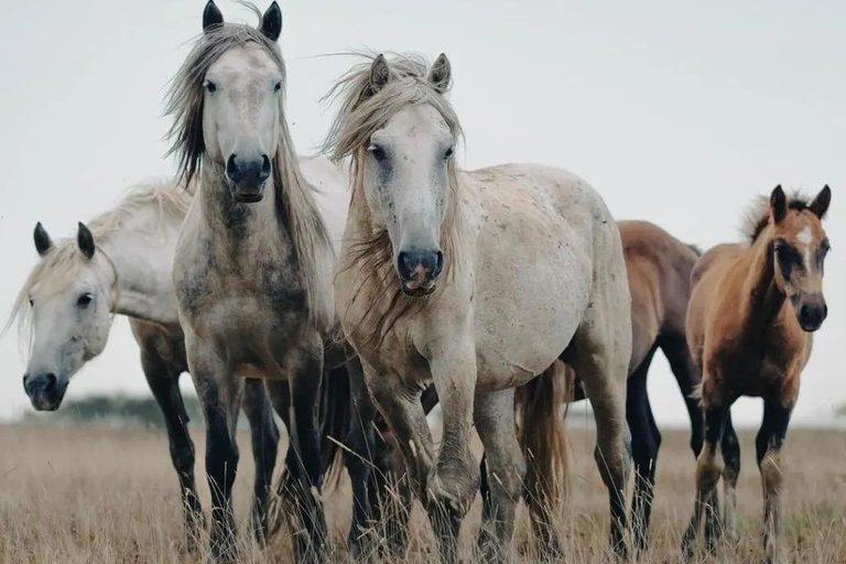 Livno: Guided Wild Horses Tour with Local Aperitif