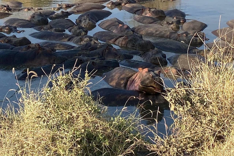 桑给巴尔：塔兰吉雷野生动物园之旅（含机票和游猎）