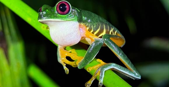 Manuel Antonio Night Walk: Frogs, Snakes & Wildlife with a Naturalist Guide