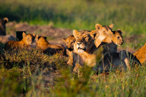 Nairobi:5Days Maasai Mara,Lake Nakuru &Naivasha Group Safari Accomodation Upgrade