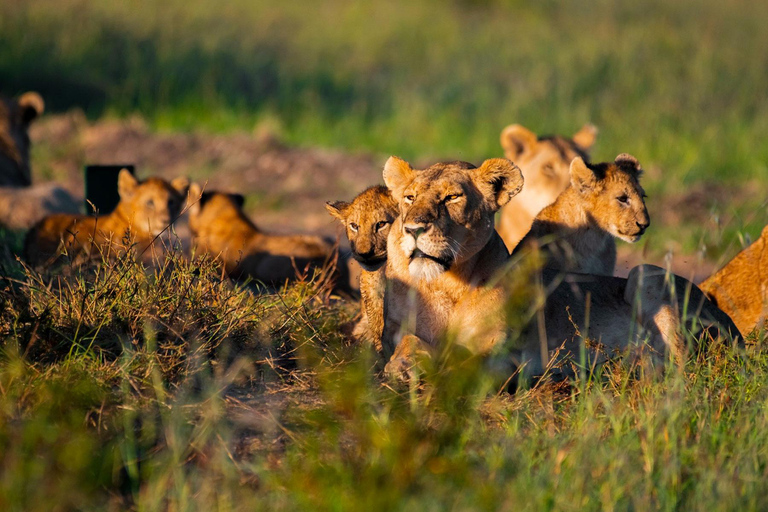 Nairobi:5Days Maasai Mara,Lake Nakuru &Naivasha Group Safari Accomodation Upgrade