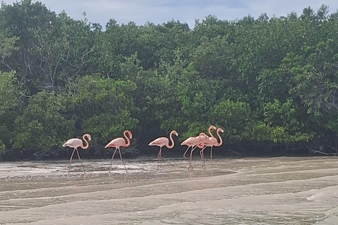 Río Lagartos: Safari con Flamencos y Excursión a Las Coloradas