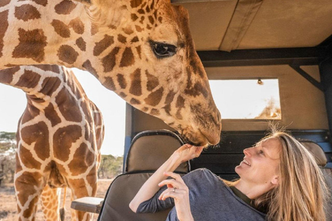 Tour del Centro delle Giraffe, dell'Orfanotrofio degli Elefanti e di Bomas Nairobi