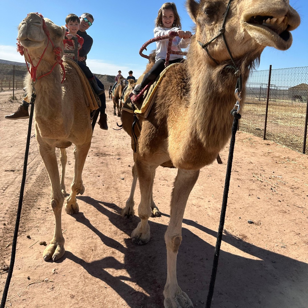 Elk Camel Ride Las Vegas: Desert Camel Ride | GetYourGuide