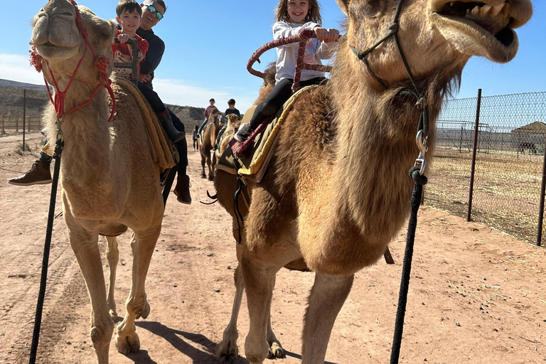 Las Vegas: Desert Camel Ride