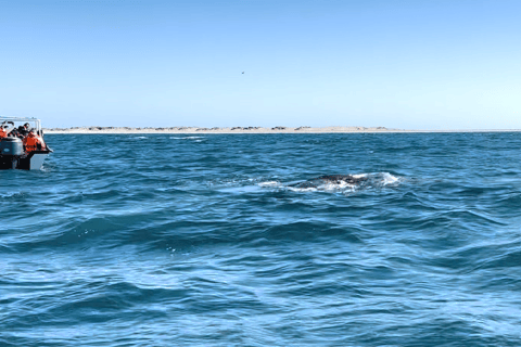 Whale Watching in La Paz – Gray Whale Encounter