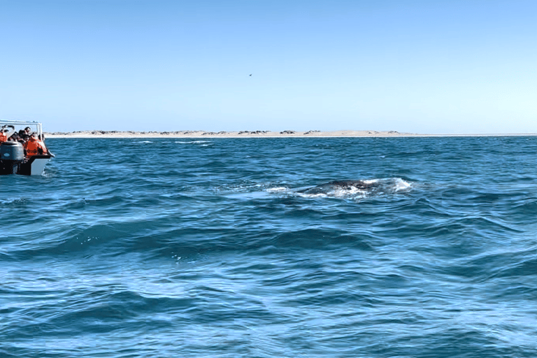 Whale Watching in La Paz – Gray Whale Encounter