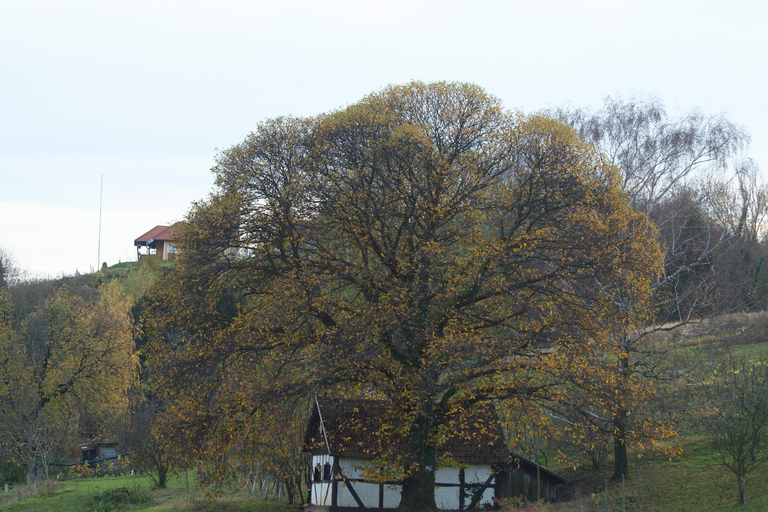 Novigrad Podravski: Vineyard Walking Tour in Podravina