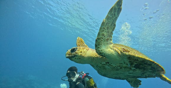 Tenerife South: Scuba Dive for beginners in Adeje