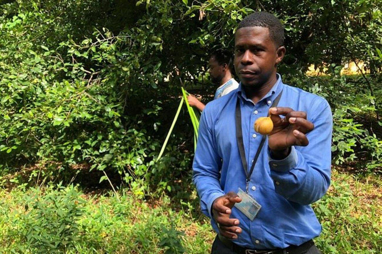 From Dar es Salaam: Zanzibar Day Trip with Ferry & Lunch