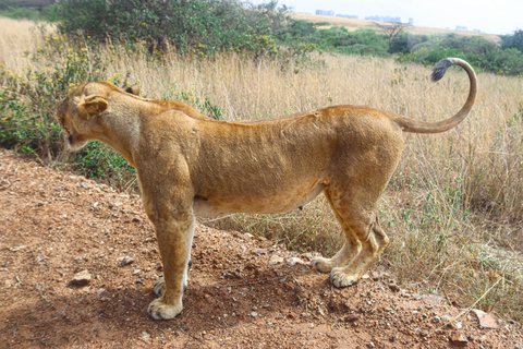 Privérondleiding door het Nairobi Nationaal Park