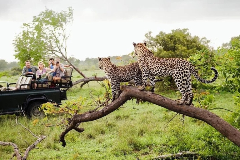 Von Ella aus :- Yala National Park Aufregende Halbtagessafari