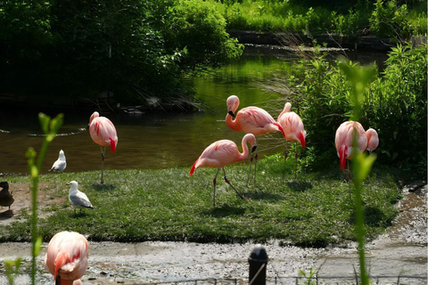 Chicago: A Guided Walking Tour of Lincoln Park Zoo
