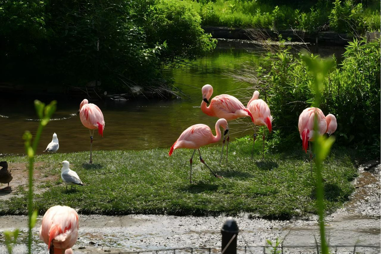 Chicago: A Guided Walking Tour of Lincoln Park Zoo