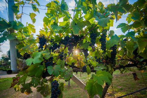 البرية: جولة مشي لمسافات طويلة ومشاهدة النجوم في خاو ياي لمدة يومينجولة المجموعات الصغيرة