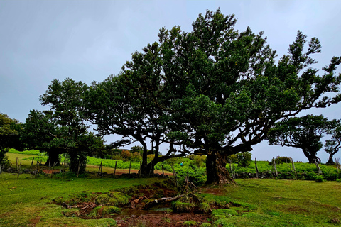 Madeira: Comfortable private tour with views and local guide (up to 4 people)