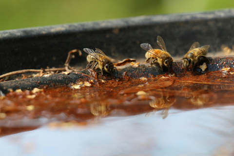 Wild Honey Hunting Tour in Lamjung