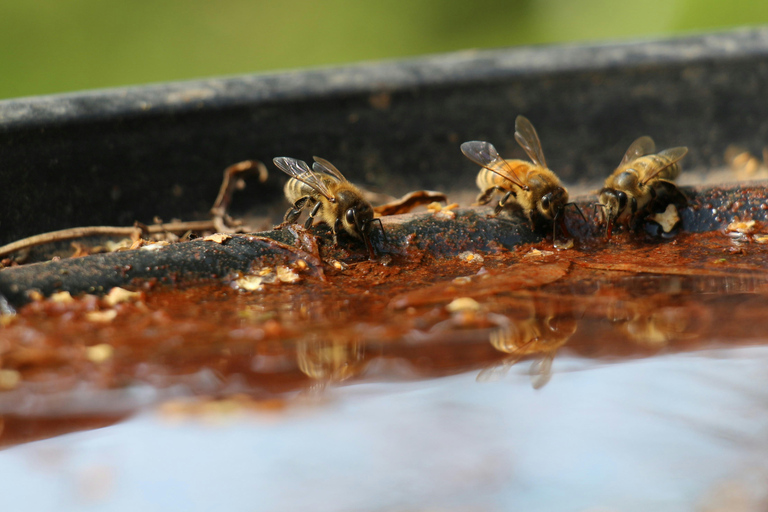 Wild Honey Hunting Tour in Lamjung