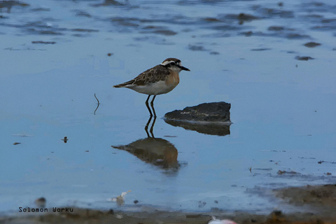Abijata–Shalla Lakes 2-Day Birdwatching & Wildlife Tour