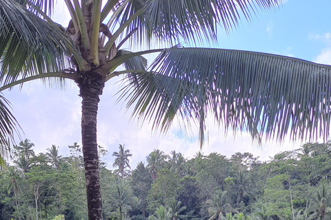 Tanah lot, tempio del lago Beratan, terrazza di riso di JatiluwihTour di Bedugul