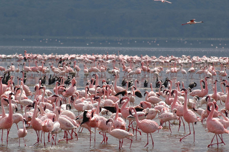 Nairobi: 5-dagars safariresa i Naivasha och Nakuru