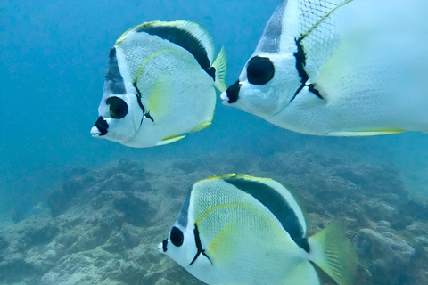 MERGULHO EM MOSQUERA - TESOUROS DE MERGULHO NAS GALÁPAGOS