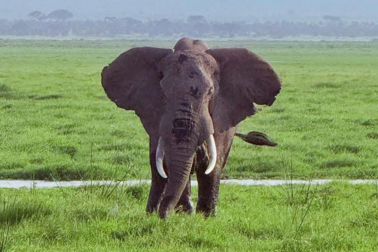 Sansibar: 3-tägige Mikumi-Nationalpark-Safari mit dem SGR-Zug