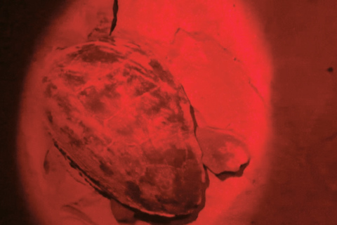 Santiago Island: Turtle Watching Tour with Wildlife Guides