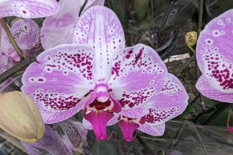 Medellin: Eastern Adventure, Magical Villages, Orchids, and Landscapes