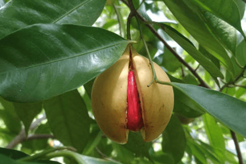 Walking Stone Town Tour + Spice Farm Tour with Guide