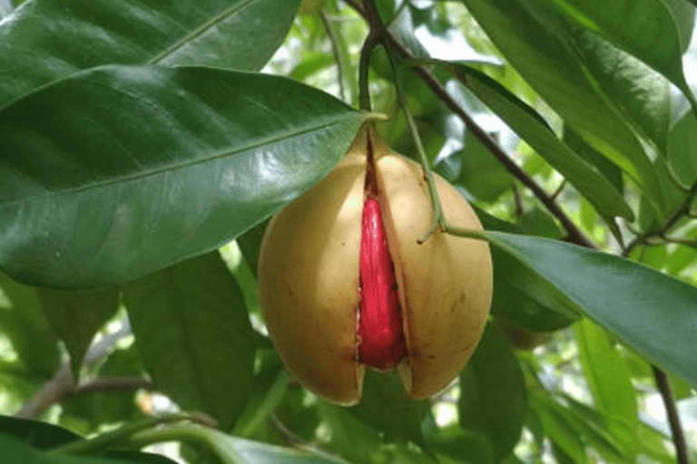 Walking Stone Town Tour + Spice Farm Tour with Guide