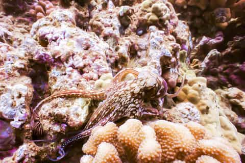 From Ma'alaea Harbor: Molokini Snorkeling Adventure