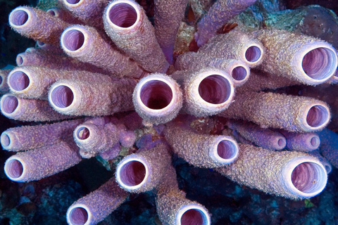 Zanzibar: Discover Jambiani Unique Sponge Farming Tour