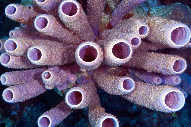 Zanzibar: Discover Jambiani Unique Sponge Farming Tour