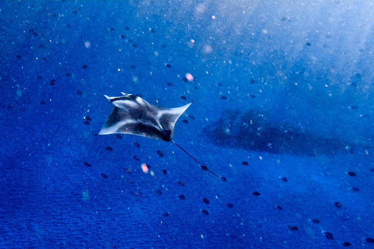 From Lembongan: Manta Point Snorkeling & West Penida Tour Snorkeling and West Land Tour with Hotel Pickup and Drop-Off